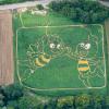 Die Luftaufnahme zeigt das Uttinger Pflanzenlabyrinth, in das die Landwirte Corinne und Uli Ernst mit ihrem 20-köpfigen Team einen Irrgarten mit den Umrissen der Biene Maja und ihrem Freund Willi eingearbeitet haben. 