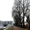 Alte Kastanien bilden eine Allee an der Mozartschule in Gersthofen. Entgegen der Empfehlung der Stadtverwaltung beschloss der Bauausschuss , dass sie weitestgehend erhalten bleiben sollen. 
