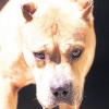 Archivbild eines American Staffordshire Terriers mit kupierten Ohren.  