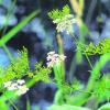 Die Schafgarbe wächst wild am Wegesrand und ist doch ein ganz besonderes Heilkraut - wenn man davon weiß. Foto: hum