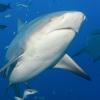 Im Hafen von Sydney hat ein Hai eine Frau attackiert – vermutlich handelte es sich bei dem Raubfisch um einen Bullenhai, der zu den gefährlichsten Haien der Welt gehört.