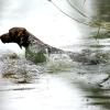 Die Teilnehmer der Brauchbarkeitsprüfung. Prüfungssieger wurden die beiden Kleinen Münsterländer Deen und Dino vom Steinriegel, geführt von Manuel Kraus und Phillip Hieke. Zehn Hunde mit ihren Führern nahmen an der sogenannten Brauchbarkeitsprüfung teil.  	