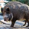 Acht Wildschweine sorgten heute in Augsburg für Wirbel, verletzten zwei Menschen und legten den Bahnverkehr lahm. Was tun, wenn man in der Stadt auf ein Wildschwein trifft?