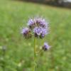 Blau blüht die Phacelia, die Stadler als Bienenweide lobte. 	