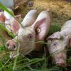 In Bio-Betrieben haben Schweine viel Platz. 