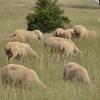 Von einer Weide in Bergheim wurden zwei trächtige Schafe gestohlen und aufgeschlitzt.