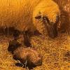 Zum ersten Mal erblicken auf Gut Mergenthau sogenannte Shropshire-Schafe das Licht der Welt.