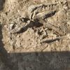 Das Skelett eines Mannes aus der Alamannenzeit wurde gefunden.
