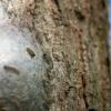 Auch Eichenprozessionsspinner sind eine Plage in Bayern. Unser Bild zeigt, wie sie in ihrem Nest auf einem Baum sitzen