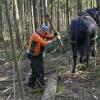 Josef Epp führt mit seiner Stute Flora vor, wie man mit Pferden Stämme im Wald bewegt. 