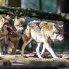 Wie die sechs Wölfe aus dem Gehege im Nationalpark entkommen konnten, ist noch unklar. Möglicherweise hatten sie menschliche Helfer. 