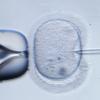 Das Oberlandesgericht in München hat einer Klägerin untersagt, sich mit dem Sperma ihre toten Mannes befruchten zu lassen.