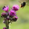 Ein neues Pflegekonzept soll für mehr Biodiversität auf Pfaffenhofens Grünflächen sorgen.