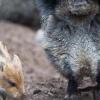 Eie Rotte Wildschweine hat am Samstag im Kreis Unterallgäu mehrere Unfälle verursacht. 