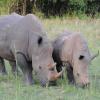 Diese Nashornmutter mit ihrem Jungen in Uganda wird rund um die Uhr bewacht, um sie vor Wilderern zu schützen. Der Zoo Augsburg unterstützt das Hilfsprogramm für die Rhinozerosse, um ihr Überleben im Ursprungsland sichern zu helfen.   

