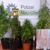 In Burlafingen hat die Neu-Ulmer Polizei eine Marihuana-Plantage ausgehoben.