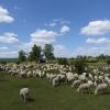Hier bei Hürnheim weiden Schafe. Ihre Halter hoffen auf Hilfe, wenn ein Wolf im Ries und Jura Einzug hält.