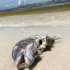 Seit Wochen sterben massenhaft Delfine, Schildkröten, Fische und andere Meeresbewohner vor der Küste Floridas. Schuld ist die sogenannte rote Flut.