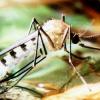 Die Asiatische Tigermücke fliegt auf Europa: Die Klimaerwärmung könnte zu einer steigenden Zahl von krankheitsübertragenden Asiatischen Tigermücken in Nordwesteuropa und dem Balkan führen.