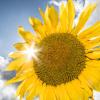 Gute Aussichten für den Vitamin-D-Haushalt: Über die Sonnenlichtbestrahlung nimmt der Körper das lebenswichtige Vitamin auf.