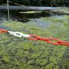 Ein Blick auf den Rothsee zeigt das ganze Dilemma. Die Algen sprießen, und der grüne Teppich ist stellenweise so dicht, dass man fast zu Fuß über das Wasser laufen könnten.
