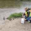 Eine Familie von sechs Enten war an einer vielbefahrenen Straße in München-Grünwald unterwegs. Es brauchte insgesamt 14 Leute, um die Tiere einzufangen und zur Isar zu bringen. 