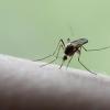 Das feucht-warme Wetter könnte zu häufigen Mückenstichen führen. 