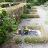 Der Buchsbaumzünsler macht auf dem städtischen Westfriedhof in Augsburg Probleme.