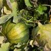 Damit Hobbygärtner im Herbst einen stattlichen Gartenkürbis (Cucurbita pepo) ernten können, müssen sie im April bereits seine Samen säen.