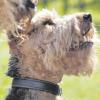 Die Terrier stehen beim Hundefestival h.und  in diesem Jahr im Mittelpunkt. Die dreitägige Veranstaltung beginnt am 15. Juni. 