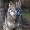 Der Wolf, der in Igenhausen und zuletzt im Bregenzerwald insgesamt 15 Schafe getötet hat, stammt wahrscheinlich aus Brandenburg. Davon gehen Fachleute aus Österreich aus. 	 Symbolfoto: Patrick Pleul/dpa