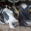 Diese Kühe waren es nicht, die die Bäuerin in Aindling angegriffen haben, aber eine Artgenossin, die ebenfalls in einem Stall für Milchkühe zu Hause ist. 