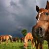 Anteile von Pferdefleisch auch bei Lasagne in Deutschland entdeckt