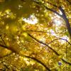 Sonnenstrahlen scheinen  durch einen Baum mit golden gefärbten Blättern. Wem das schöne Wetter kein Lächeln ins Gesicht zaubert, der sollte zum Beispiel ins Kabarett.