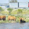 Autofahrer, bitte nicht erschrecken, wenn diese zotteligen Rindviecher in den kommenden Wochen entlang der A 8 zwischen München und Augsburg auftauchen. Die Tiere fungieren sozusagen als eine Art Öko-Rasenmäher.  