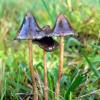 "Magic Mushrooms" werden psychoaktive Pilze genannt, die bei einem 29-Jährigen gefunden wurden.