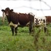 Pinzgauer Rinder sind  eine gefährdete Haustierrasse. Ein solches Tier ist nun bei Tussenhausen aufgetaucht - und keiner weiß, wem die Kuh gehört.