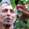 Die Äpfel sind reichlich, aber klein: Kreisfachberater Rudolf Siehler nimmt die Früchte in Augenschein 