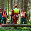 Forst- und Waldarbeit, Holz machen