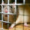 Genmais-Futter macht Ratten schwer krank: Eine Studie über die Folgen von gentechnisch verändertem Mais auf Ratten hat eine Diskussion über die Zulassung von Genpflanzen in der EU ausgelöst.