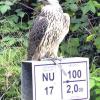 Der Irrflug dieses Falken gibt Rätsel auf. Das Tier tauchte vor Kurzem in Biberachzell (siehe Bild) auf - ist nun aber wieder verschwunden. Foto: René Barth