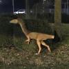 Die Polizei Beilngries hat einen Dinosaurier an einem Kreisverkehr in Abensberg entdeckt, der ein paar Tage vorher aus dem Dinopark in Denkendorf verschwunden ist.