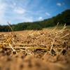 Durch Hitze und Trockenheit drohen den Landwirten in Bayern massive Ernteausfälle.