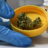 Etwas Cannabis fand die Polizei bei drei Jugendlichen in Steinheim.