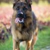 Ein Schäferhund hat im Augsburger Stadtteil Lechhausen eine Spaziergängerin gebissen.