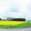 Hier soll die neue Biogasanlage entstehen. Das Grundstück liegt direkt an der Kreisstraße nach Unterroth. Ursprünglich sollte sie näher an Jedesheim herangerückt werden. Foto: Hinzpeter