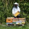 Drei Bienenvölker samt Bienenstöcke haben Unbekannte aus einem Wald nahe Offingen gestohlen. 
