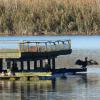 Den Kormoran (rechts) findet man am Ammersee–Südufer recht häufig. Charakteristisch ist für ihn, wenn er – wie hier auf dem Floß am Binnensee – mit ausgebreiteten Flügeln in der Sonne steht, um nach einem Tauchgang zu trocknen. 