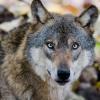 Ob wirklich ein Wolf das Kalb gerissen hat, wird eine DNA-Probe zeigen.