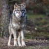 Der Wolf ist zurück in Deutschlands Wäldern. Doch wie im Ernstfall mit ihm umzugehen ist, dafür gibt es derzeit noch keine klare Lösung.